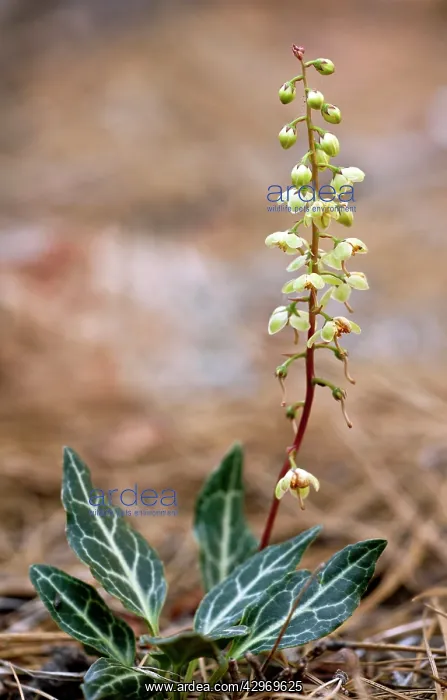  : White-veined Wintergreen or Whitevein shinleaf