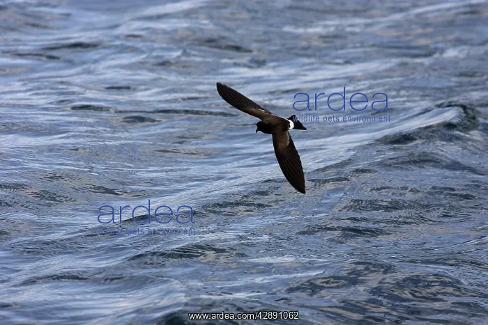 : White-vented Storm Petrel : White-vented Storm Petrel