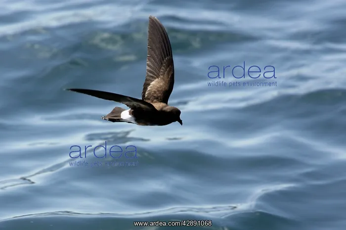 : White-vented Storm Petrel : White-vented Storm Petrel