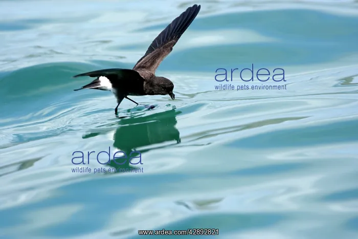 : White-vented Storm Petrel : White-vented Storm Petrel
