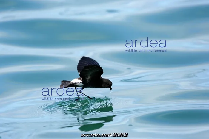 : White-vented Storm Petrel : White-vented Storm Petrel