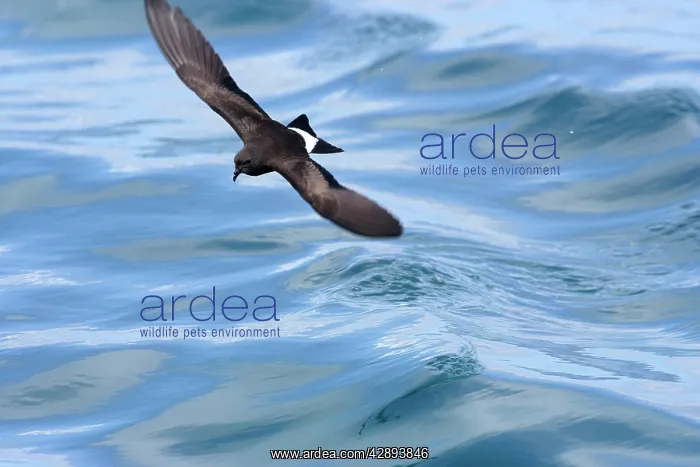  : White-vented Storm Petrel