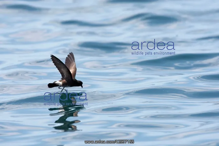 : White-vented Storm Petrel / Elliot's Storm-petrel : White-vented Storm Petrel / Elliot's Storm-petrel