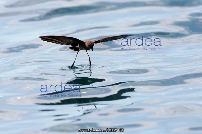 : White-vented Storm Petrel / Elliot's Storm-petrel : White-vented Storm Petrel / Elliot's Storm-petrel