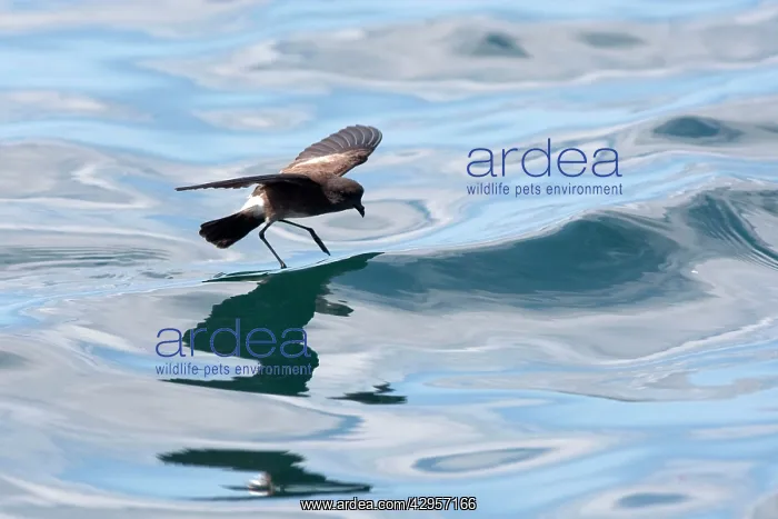 : White-vented Storm Petrel / Elliot's Storm-petrel : White-vented Storm Petrel / Elliot's Storm-petrel