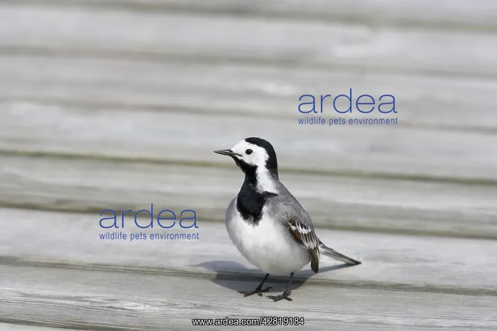 : White Wagtail : White Wagtail