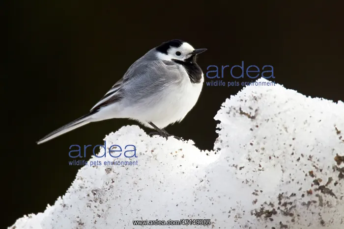 : White Wagtail : White Wagtail