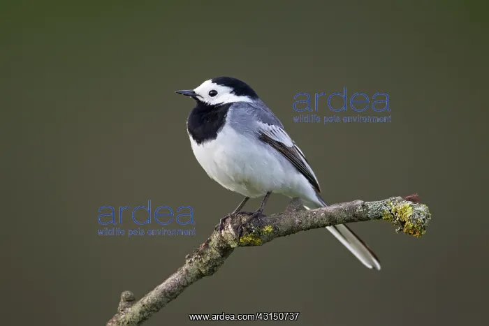 : White Wagtail : White Wagtail