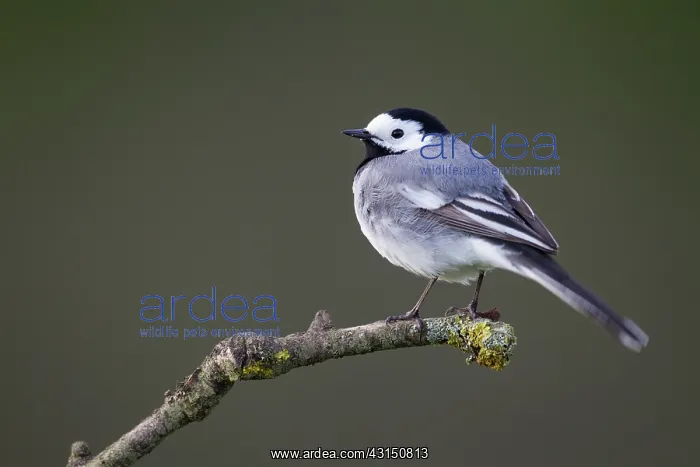 : White Wagtail : White Wagtail
