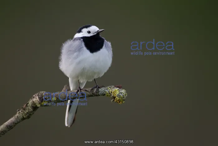 : White Wagtail : White Wagtail