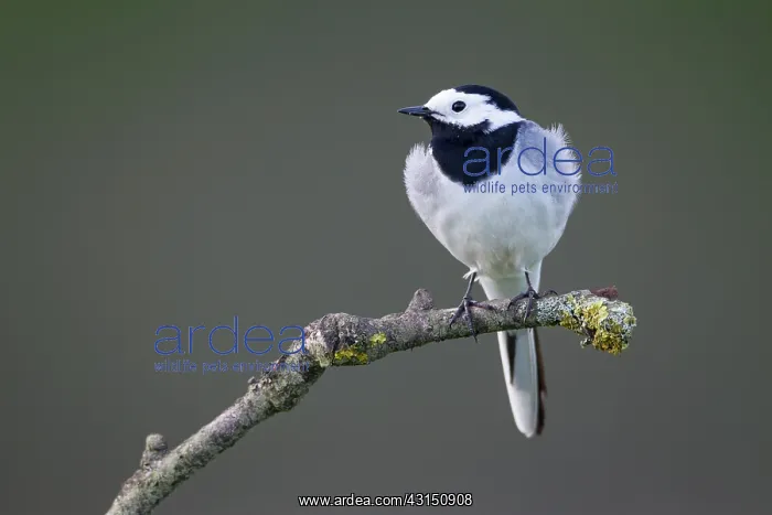 : White Wagtail : White Wagtail