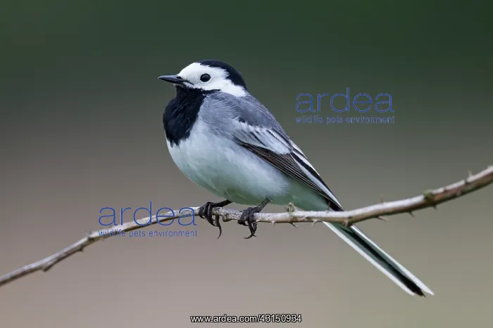 : White Wagtail : White Wagtail
