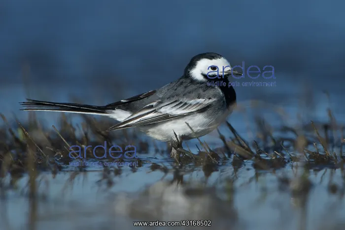 : White Wagtail : White Wagtail