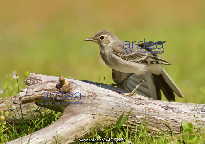 : White Wagtail : White Wagtail