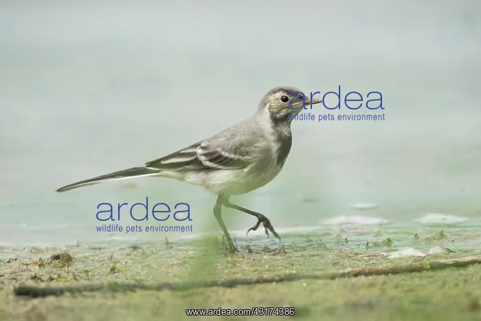 : White Wagtail : White Wagtail