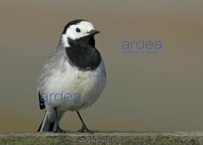 : White Wagtail : White Wagtail