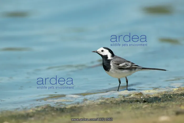 : White Wagtail : White Wagtail