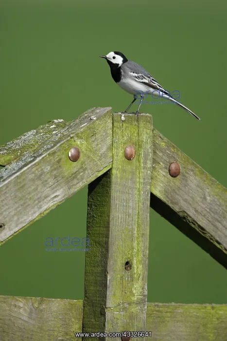 : White Wagtail : White Wagtail