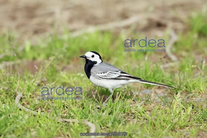 : White Wagtail - adult on ground : White Wagtail - adult on ground