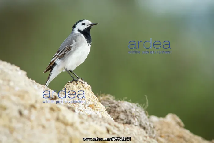  : White Wagtail adult perched