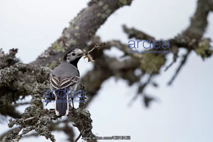 : White Wagtail bringing material to build the nest : White Wagtail bringing material to build the nest