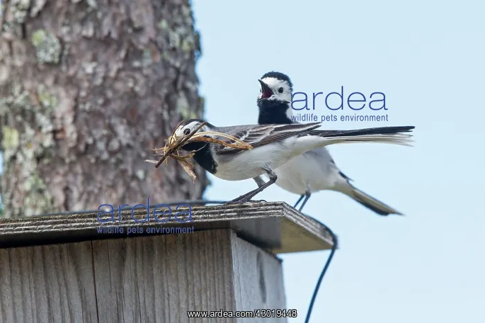 : White Wagtail bringing material to build the nest : White Wagtail bringing material to build the nest