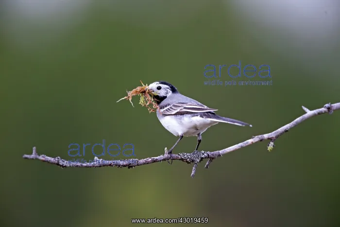 : White Wagtail bringing material to build the nest : White Wagtail bringing material to build the nest