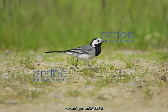 : White Wagtail - Catching Insects : White Wagtail - Catching Insects