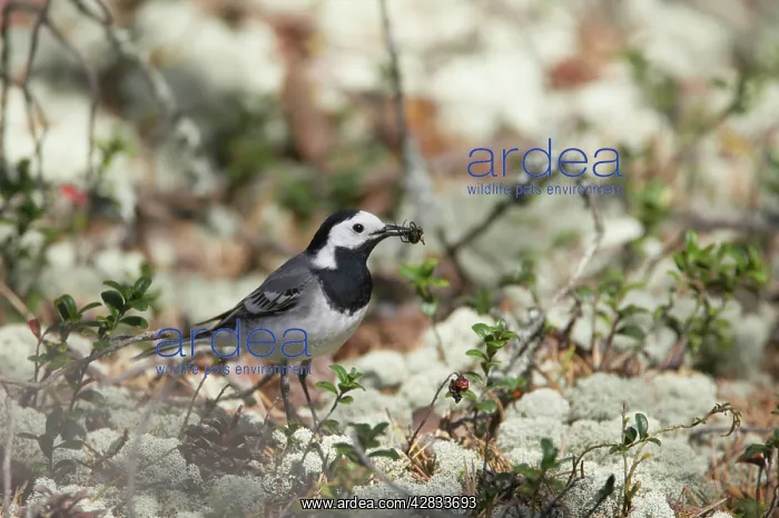 : White Wagtail - Catching Spiders on Forest Floor : White Wagtail - Catching Spiders on Forest Floor