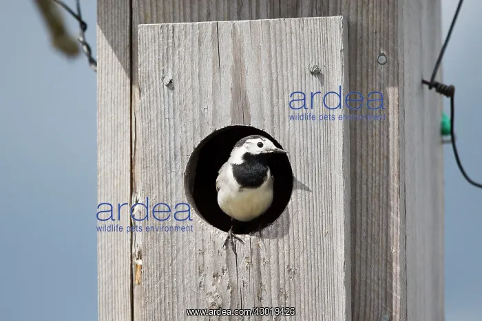 : White Wagtail at the entrance of the nest-box : White Wagtail at the entrance of the nest-box