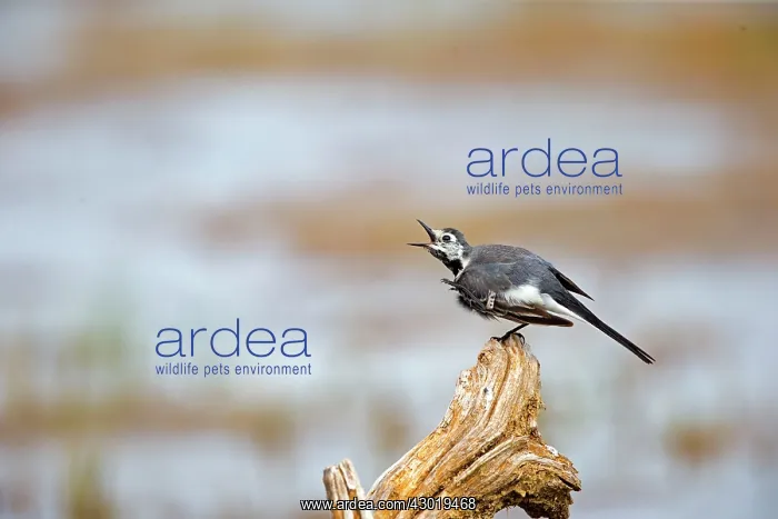 : White Wagtail grooming : White Wagtail grooming