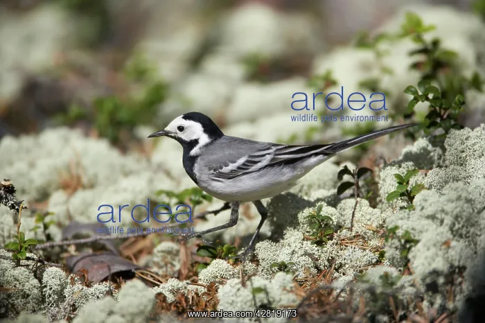 : White Wagtail - Hunting for insects on Forest Floor : White Wagtail - Hunting for insects on Forest Floor