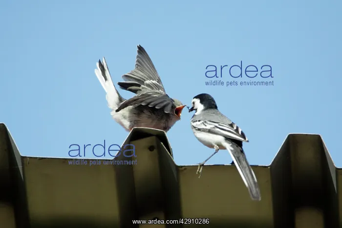 : White Wagtail - juvenile being fed by parent bird : White Wagtail - juvenile being fed by parent bird