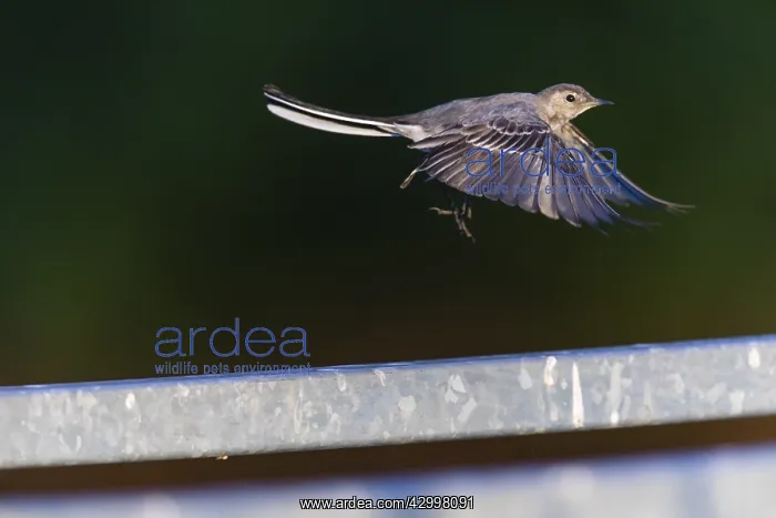 : White Wagtail - juvenile in flight, taking off from : White Wagtail - juvenile in flight, taking off from