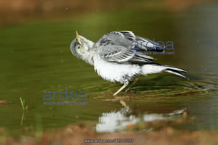 : White Wagtail - juvenile taking a bath in a puddle : White Wagtail - juvenile taking a bath in a puddle