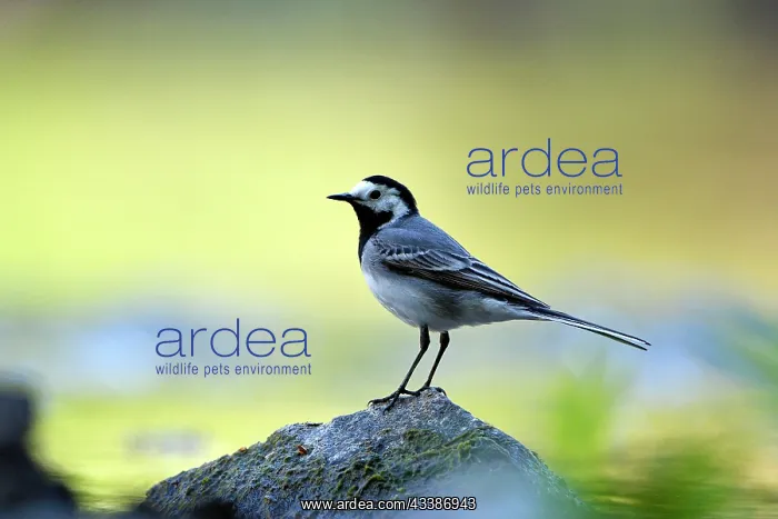 : White wagtail (Motacilla alba), adult bird, Wupper : White wagtail (Motacilla alba), adult bird, Wupper