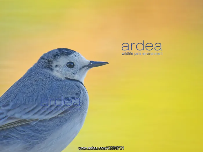 : White Wagtail Motacilla alba Valencia, Spain BI035765 : White Wagtail Motacilla alba Valencia, Spain BI035765