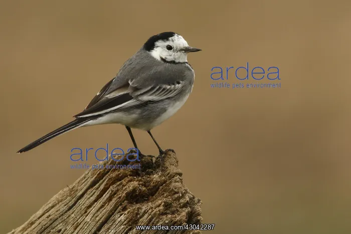 : White Wagtail - perched on a trunk - Castile and : White Wagtail - perched on a trunk - Castile and