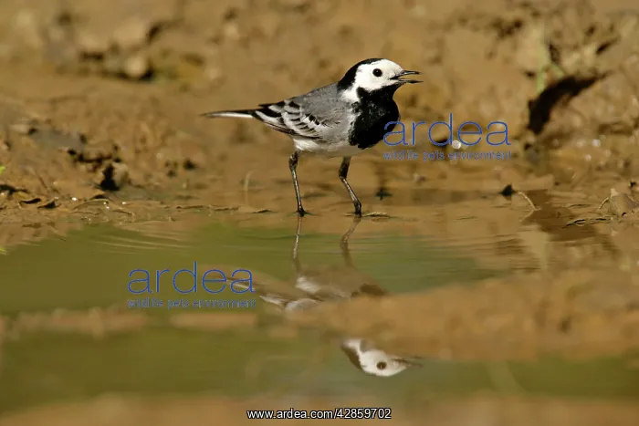 : White Wagtail - standing in rain puddle with reflection : White Wagtail - standing in rain puddle with reflection