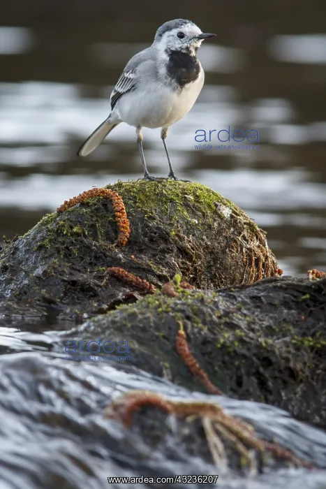 : White Wagtail over stone in waterfall Arnoia river Gali : White Wagtail over stone in waterfall Arnoia river Gali