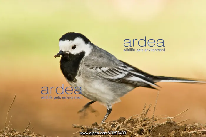 : White Wagtail - walking on field : White Wagtail - walking on field