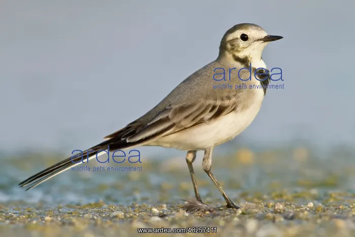 : White Wagtail - walking on a marsh : White Wagtail - walking on a marsh