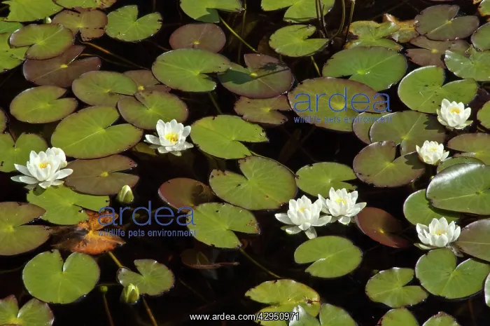 : White Water Lily : White Water Lily