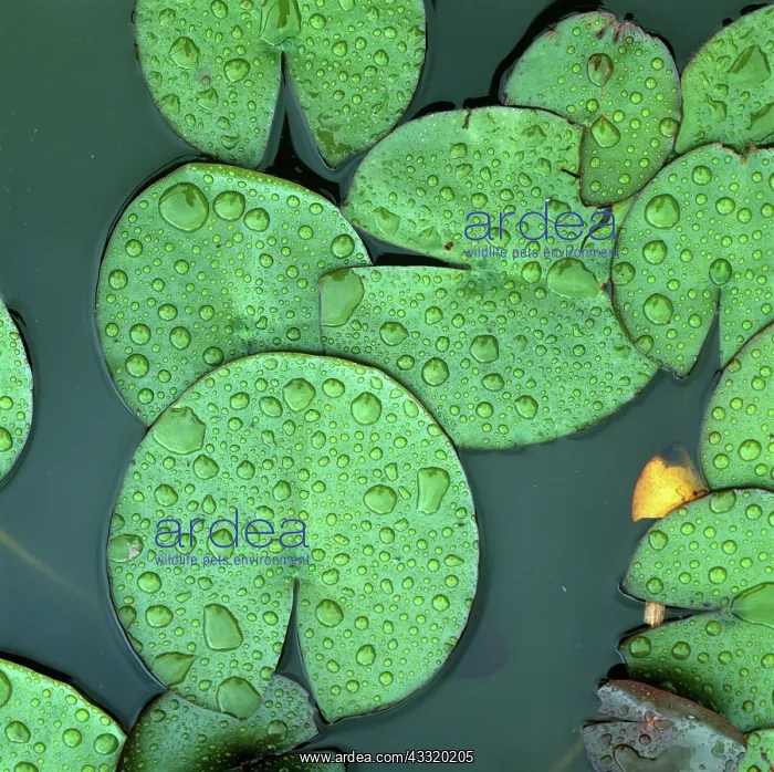 : White water lily : White water lily