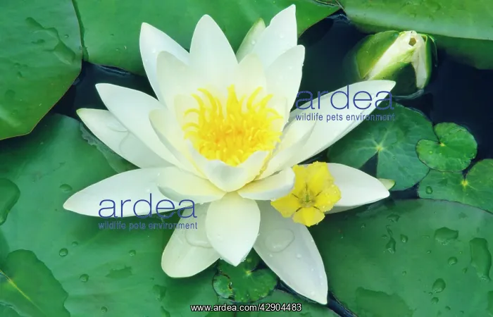 : White WATER LILY - In garden pond : White WATER LILY - In garden pond