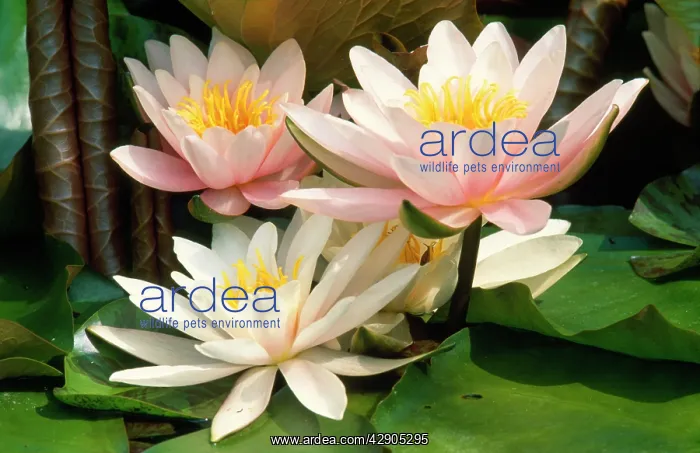 : White WATER LILY - In garden pond : White WATER LILY - In garden pond