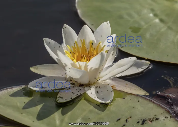 : White water lily, Nymphaea alba in flower in deep : White water lily, Nymphaea alba in flower in deep