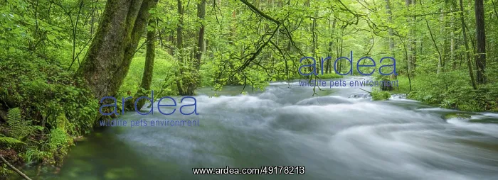 : White water and rapids on the Trieb stream in the Triebtal nature reserve in Vogtland : White water and rapids on the Trieb stream in the Triebtal nature reserve in Vogtland