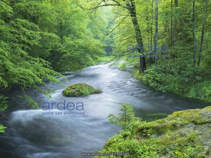 : White water and rapids on the Trieb stream in the Triebtal nature reserve in Vogtland : White water and rapids on the Trieb stream in the Triebtal nature reserve in Vogtland