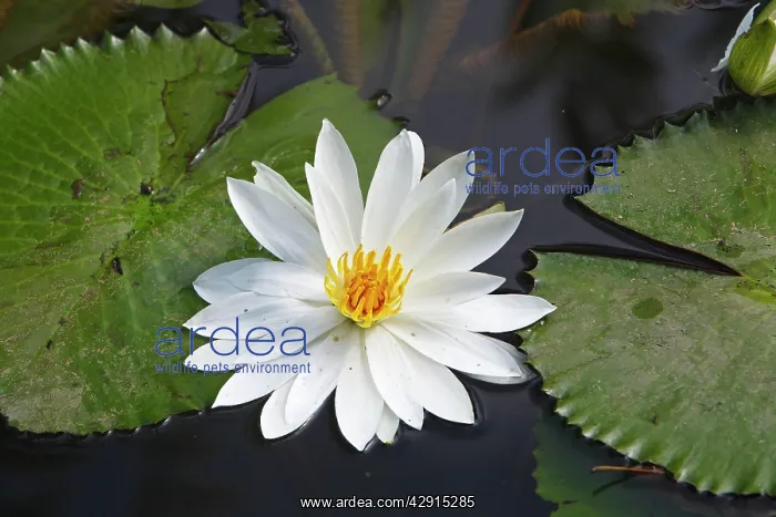 : White waterlily : White waterlily